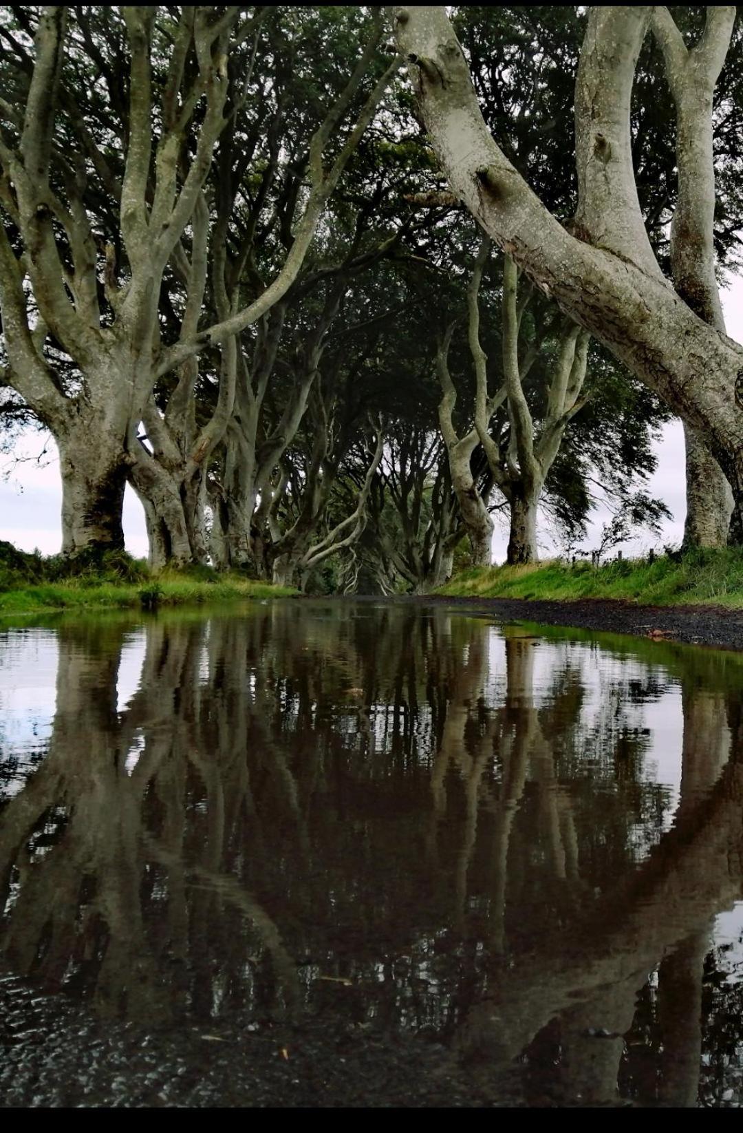Doughery Den The Dark Hedges Hideaway Armoy Extérieur photo